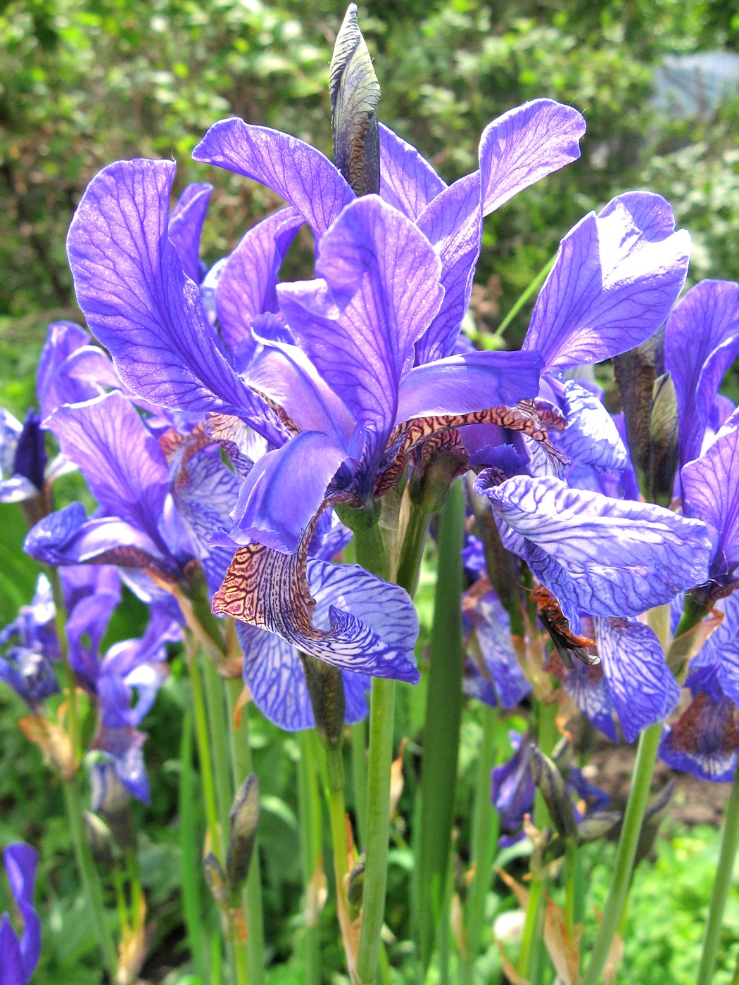 Изображение особи Iris sibirica.