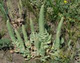 Orostachys malacophylla