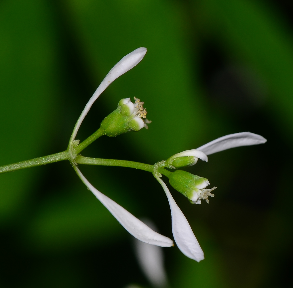 Изображение особи Euphorbia graminea.