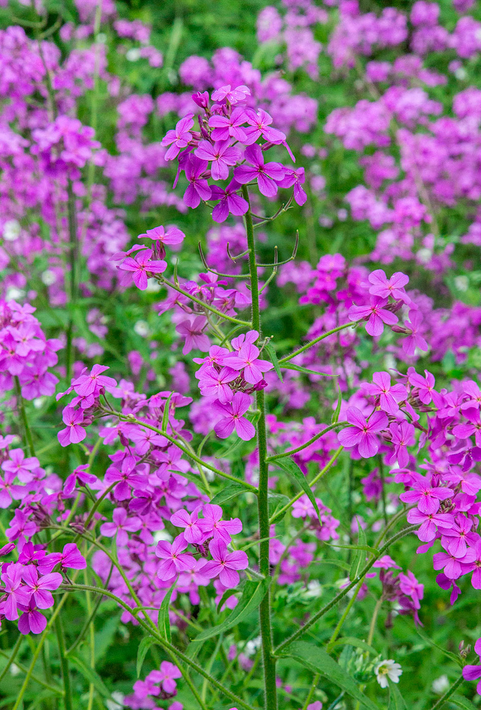 Изображение особи Hesperis sibirica.