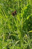 Trifolium alpestre