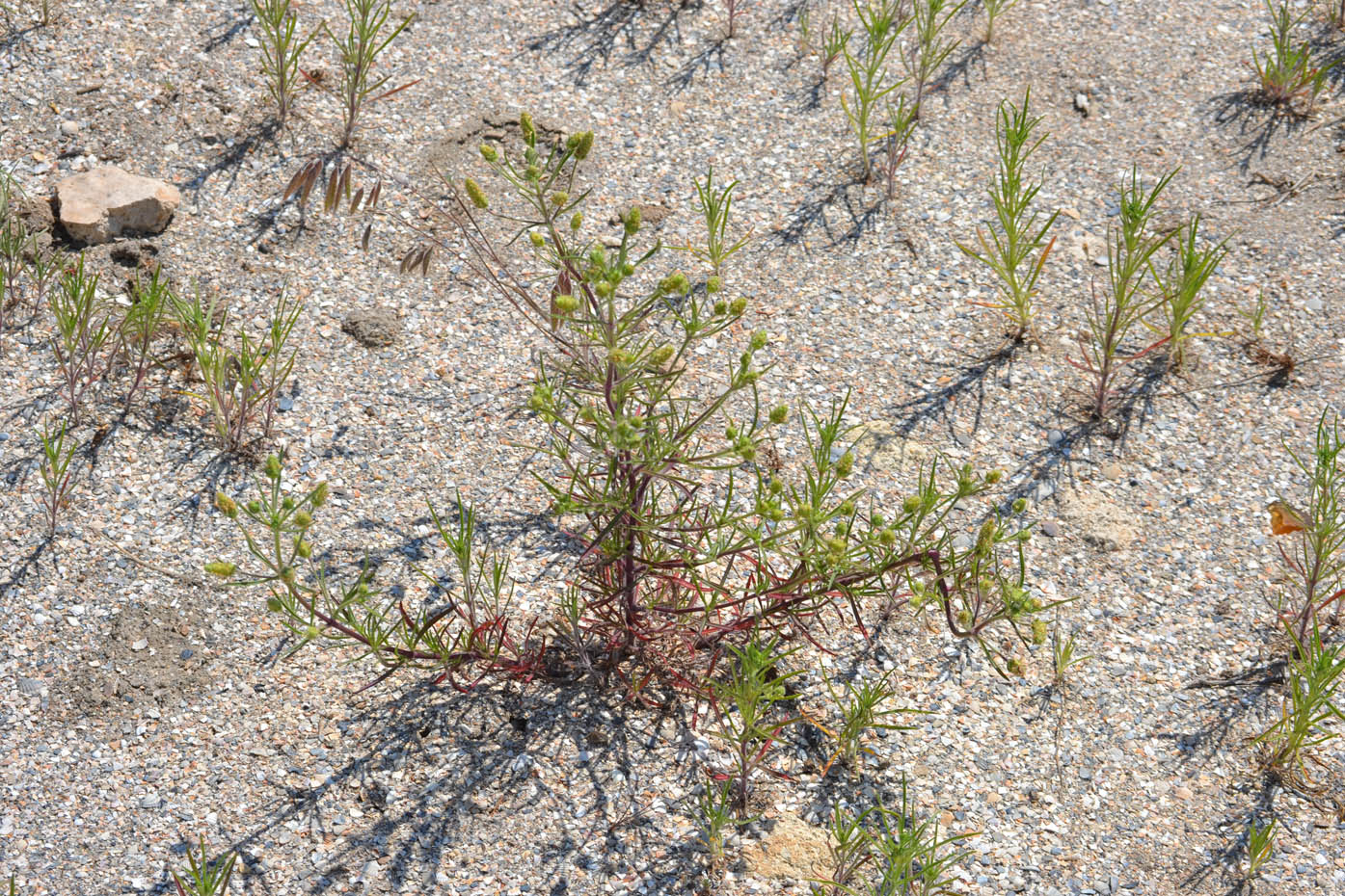 Image of Plantago arenaria ssp. orientalis specimen.