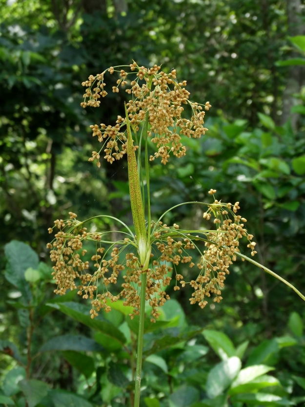 Изображение особи Scirpus asiaticus.