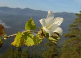 Campanula pendula. Верхушка побега с цветком и завязавшимися плодами. Республика Адыгея, Майкопский р-н, ок. 1 км севернее пос. Хамышки, южный склон горы Монах, выс. ок. 1000 м н.у.м., на краю скалы. 21.08.2016.