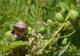 Codonopsis ussuriensis. Часть побега с бутонами и цветком. Амурская обл., Бурейский р-н, правый берег р. Бурея, окр. с. Малиновка. 17.07.2016.