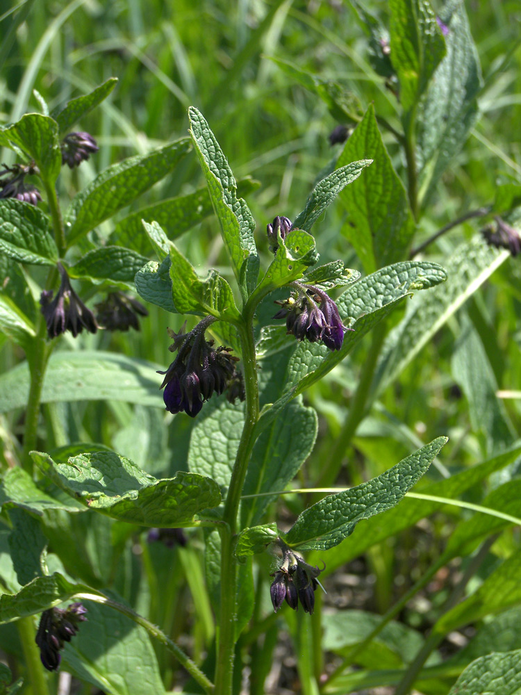 Изображение особи Symphytum officinale.