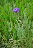 Centaurea fuscomarginata