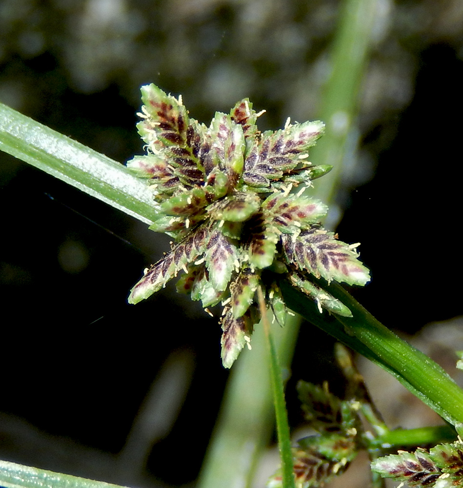 Изображение особи Cyperus difformis.