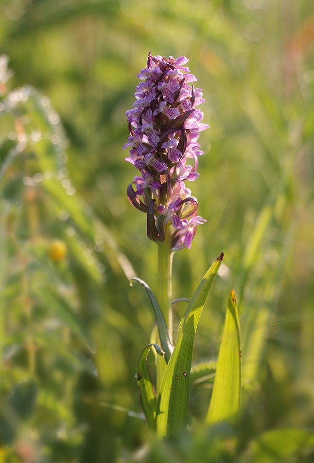 Изображение особи Dactylorhiza incarnata.