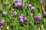 Trifolium prophetarum