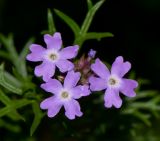 Glandularia pulchella