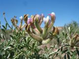 Astragalus aulieatensis