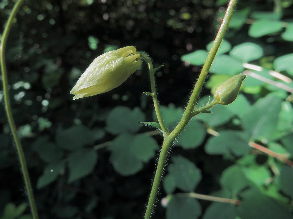 Изображение особи Aquilegia vulgaris.