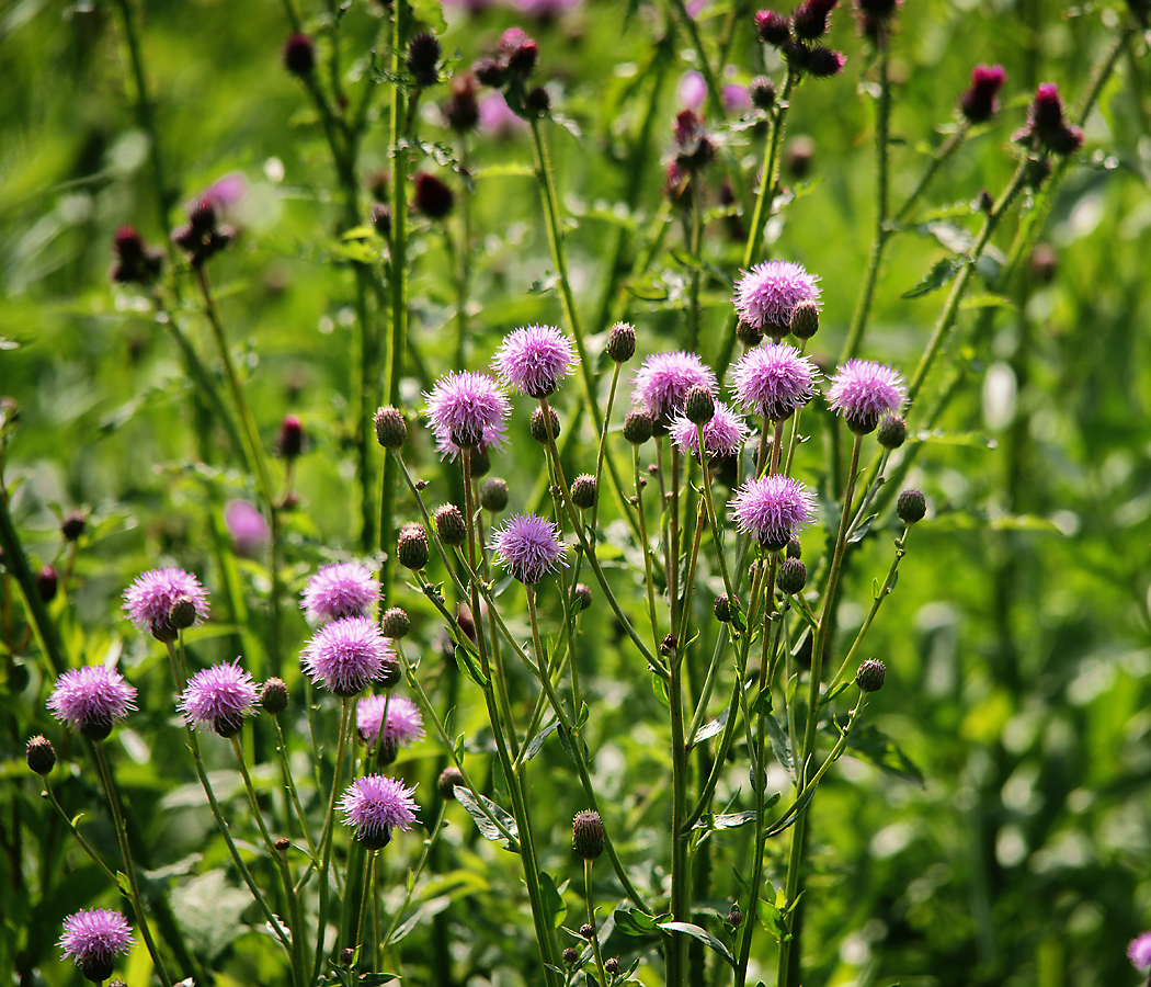 Изображение особи Cirsium setosum.