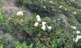 Rhododendron caucasicum