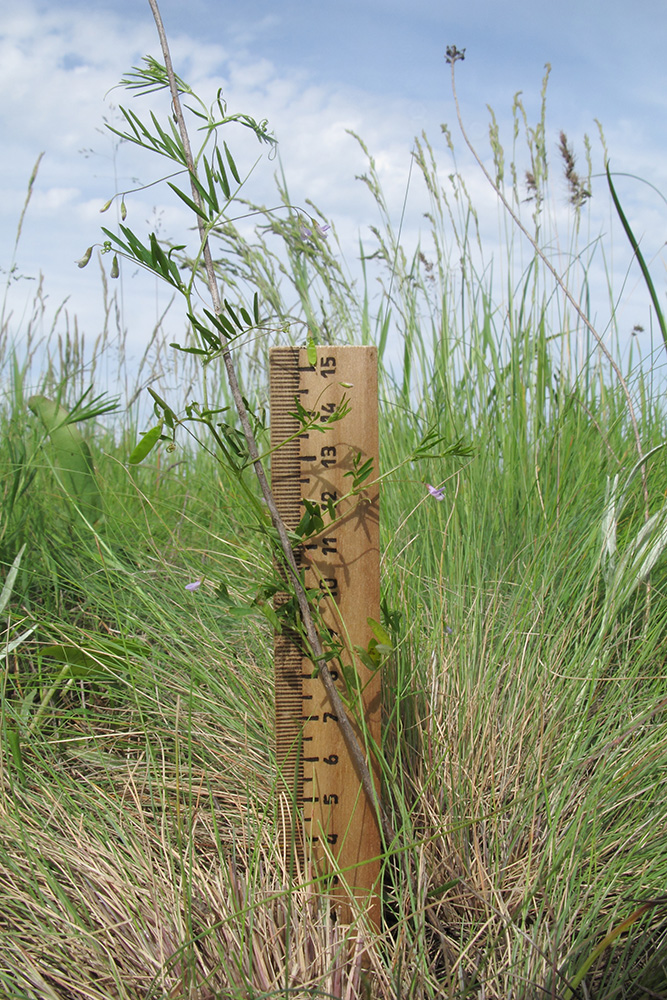 Image of Vicia tetrasperma specimen.