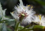 Senecio vulgaris