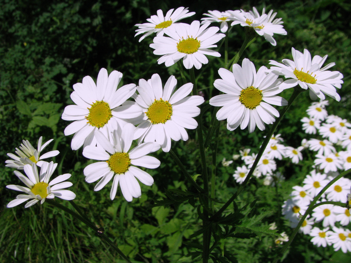 Изображение особи Pyrethrum corymbosum.