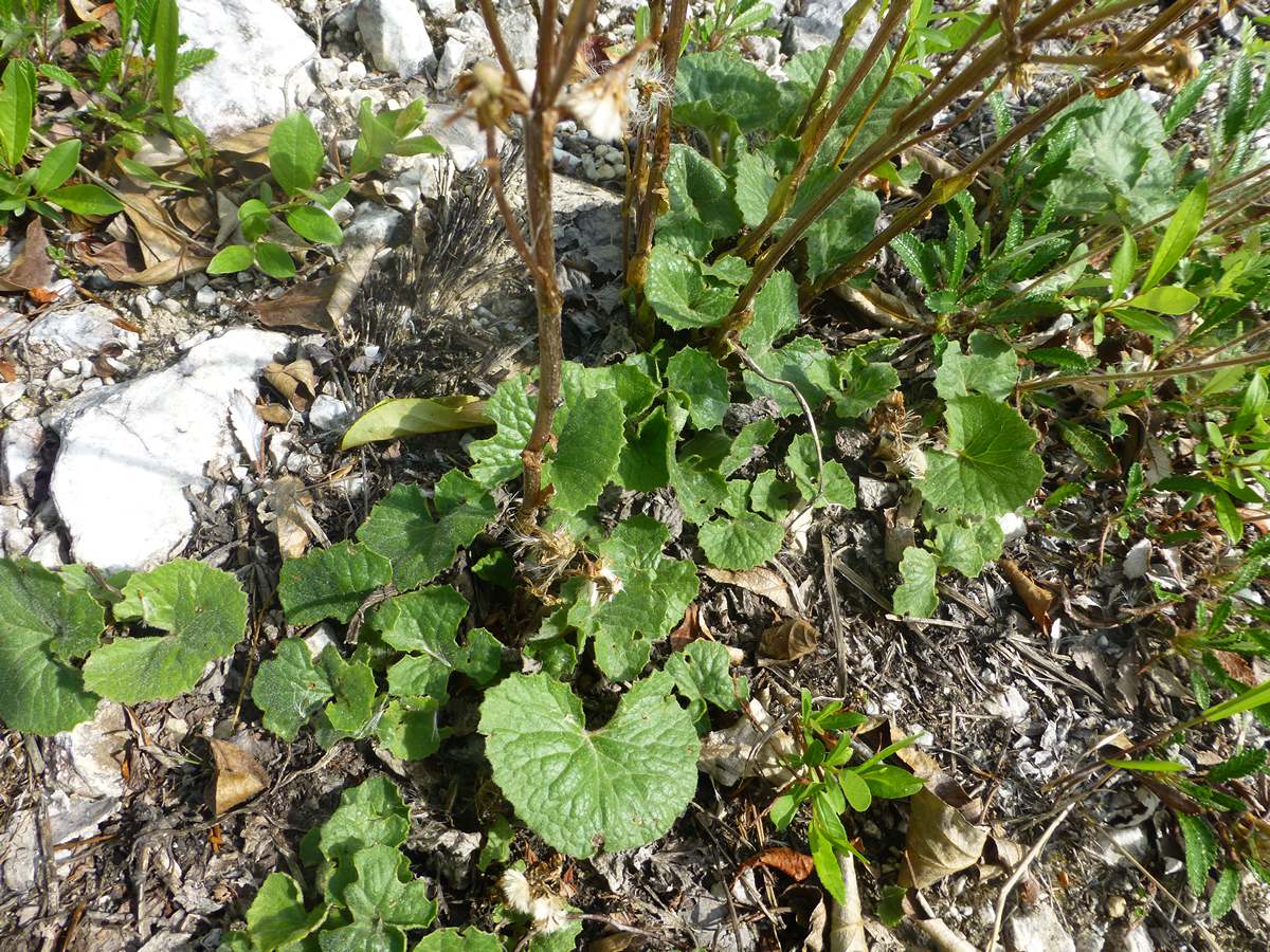 Изображение особи Petasites rubellus.