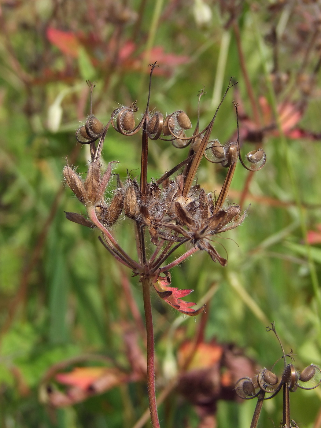 Изображение особи Geranium pratense.