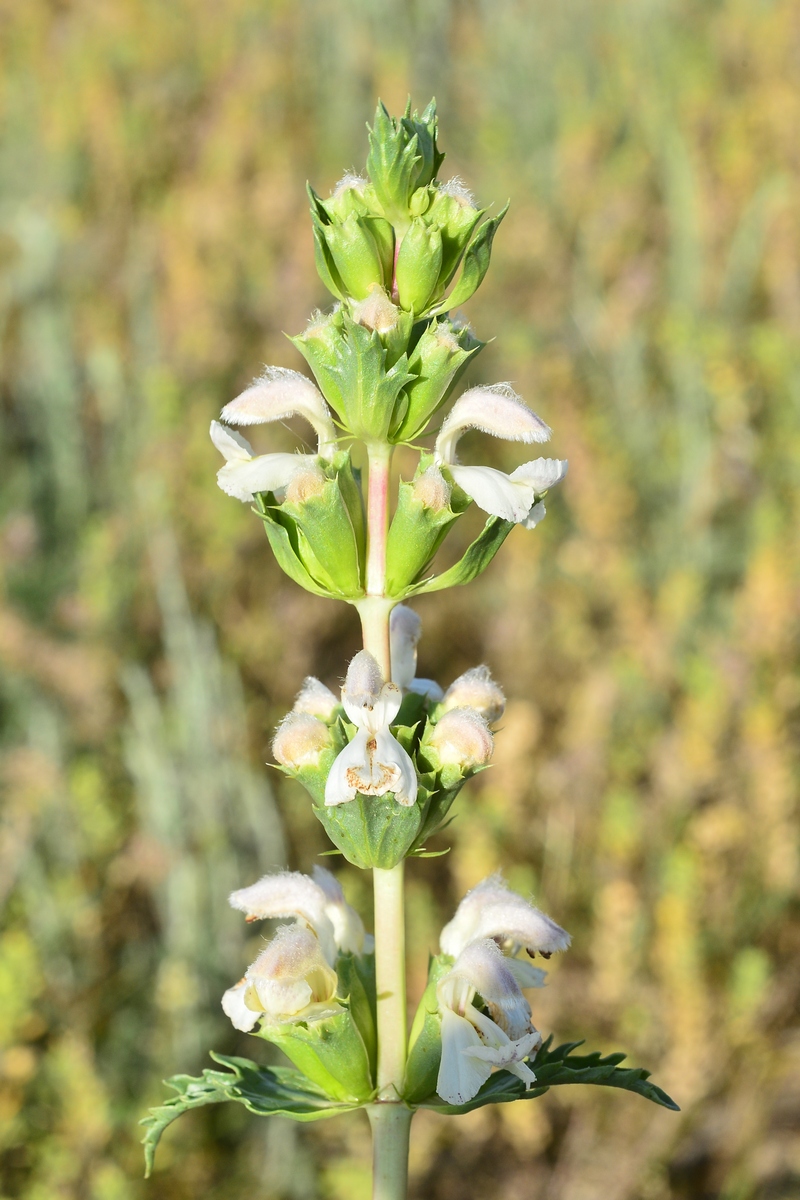 Изображение особи Phlomoides septentrionalis.