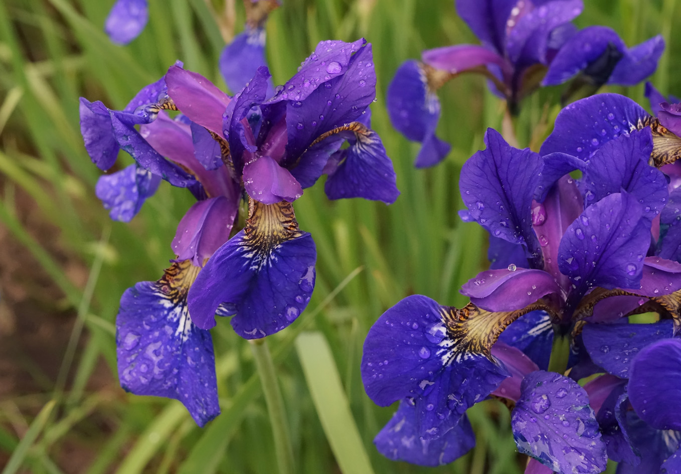 Изображение особи Iris sanguinea.