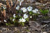 Anemone altaica