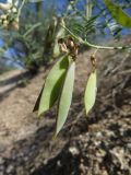 Vicia costata