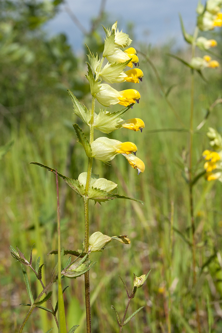 Изображение особи Rhinanthus aestivalis.