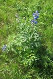 Delphinium cuneatum