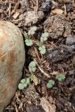 Erodium cicutarium