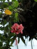 Hibiscus schizopetalus