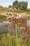 Butomus umbellatus