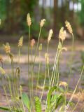 Plantago lanceolata