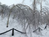 Betula platyphylla