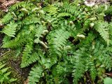 Polystichum &times; luerssenii