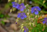 Geranium pratense. Цветки. Челябинская обл., Катав-Ивановский р-н, подножие хребта Зигальга, берег р. Юрюзань, ≈ 1000 м н.у.м., прибрежный галечник. 20.07.2020.