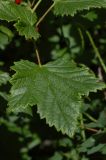 Ribes atropurpureum