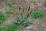 род Plantago