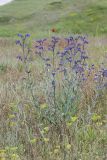 Anchusa leptophylla