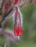 Onosma polychroma