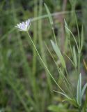 Stellaria palustris