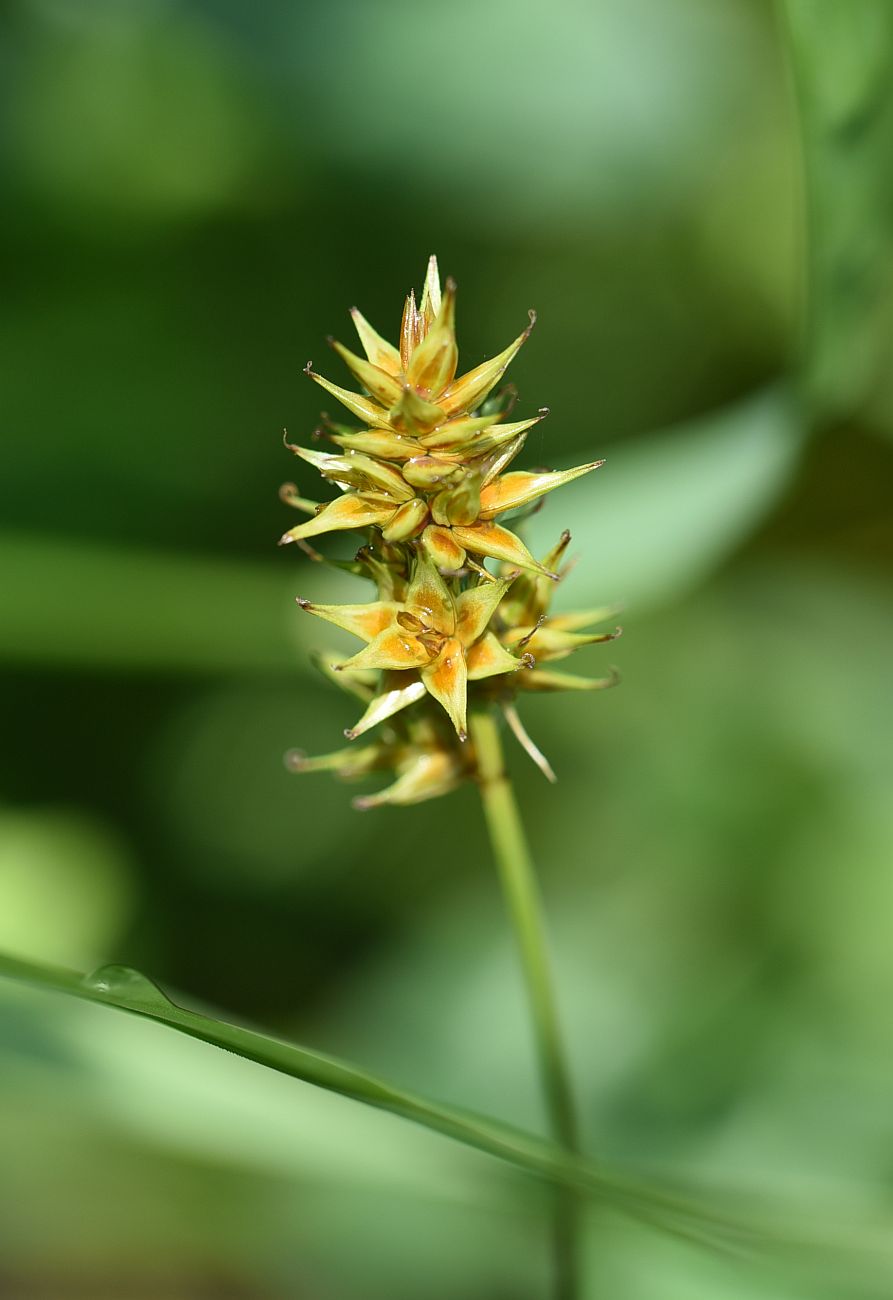 Изображение особи Carex spicata.