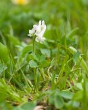 Corydalis conorhiza. Цветущее растение (гипохромная форма). Карачаево-Черкесия, Урупский р-н, Кавказский биосферный заповедник, Имеретинское ущелье, долина р. Имеретинка (в верхнем течении), ≈ 2400 м н.у.м., альпийский луг. 27.07.2022.