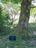 Quercus rubra. Поросшая мхом нижняя часть ствола. Абхазия, г. Сухум, территория ботанического сада. 24 июля 2008 г.