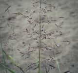 семейство Poaceae. Соплодие. Пермский край, г. Пермь, Дзержинский р-н, песчано-гравийный холм. 27.08.2023.