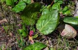 Bergenia crassifolia