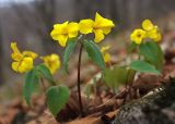 Viola xanthopetala. Цветущие растения. Южное Приморье, Чёрные горы, заповедник \"Кедровая падь\", хр. Сухореченский. 12.05.2010.