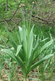 Allium stipitatum