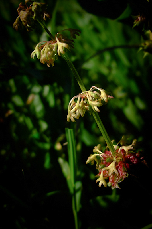 Изображение особи Rumex spinosus.